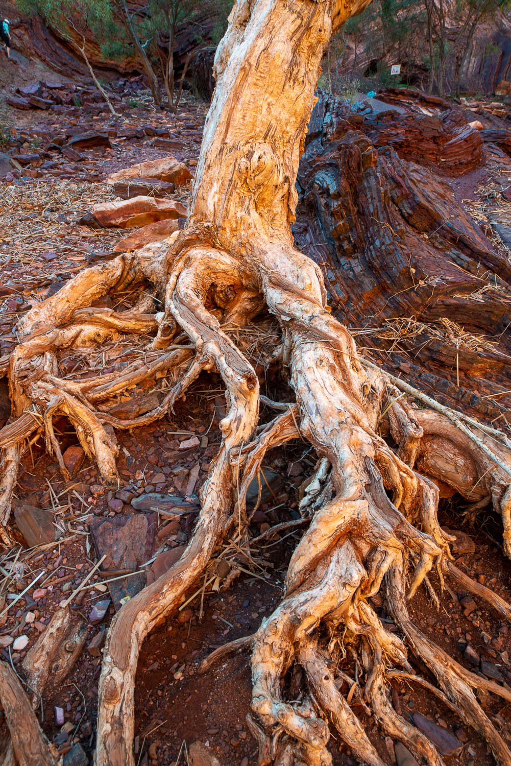 Close-up shot a knotty tree stem root, Paperbark Tree Roots, Hammersley Gorge, Karijini, Western Australia