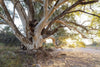 A tree with many stems and branches on a sandy surface, Parachilna Guardian - Flinders Ranges SA