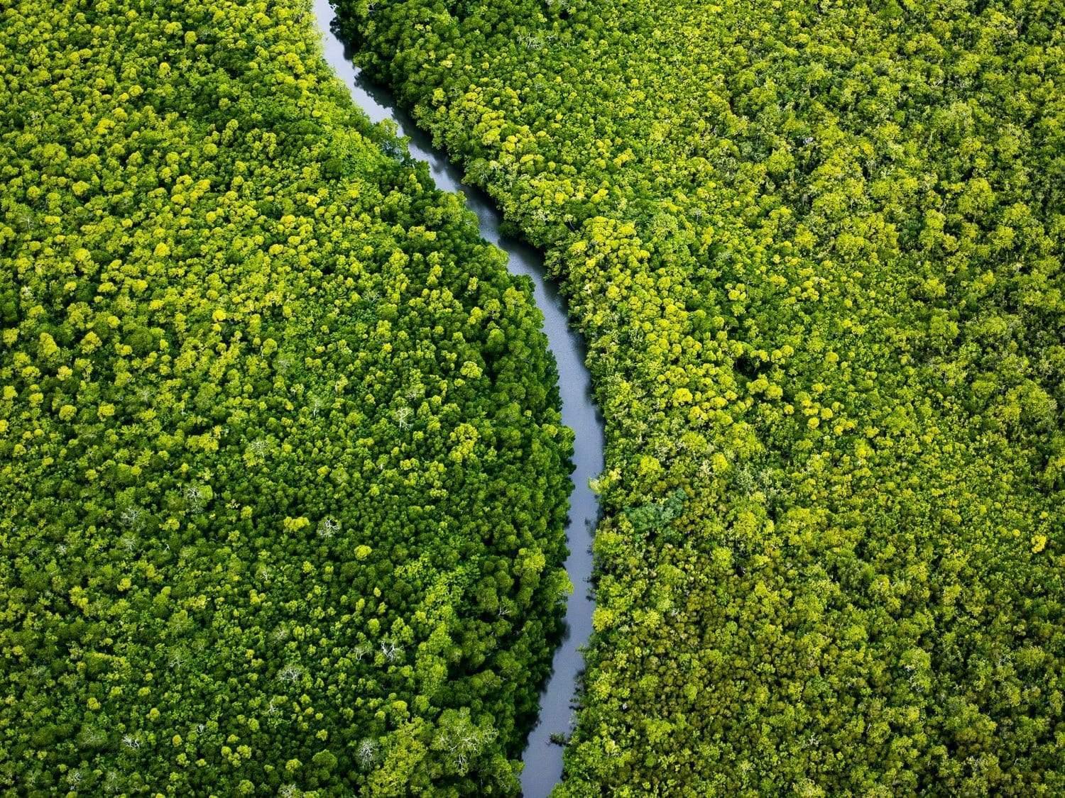 Aerial view of a greenery land with a curvy line of water in between, Pathway Home