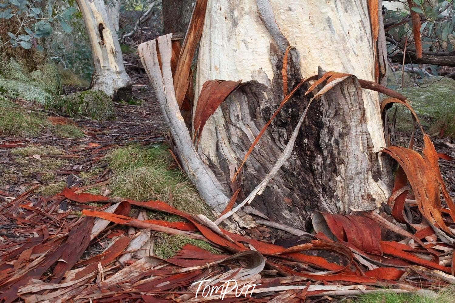 Close-up shot of a thick tree stem naturally peeled, Peeling Bark - Victorian High Country