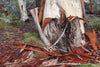 Close-up shot of a thick tree stem naturally peeled, Peeling Bark - Victorian High Country