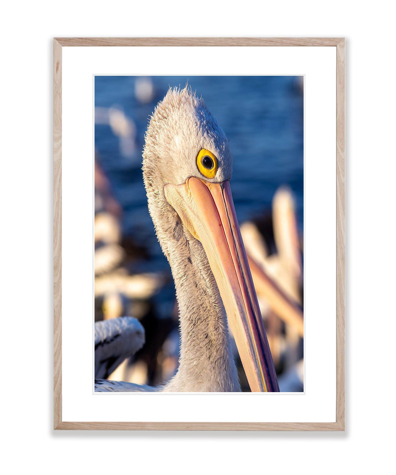 Pelican #2, Kangaroo Island, South Australia