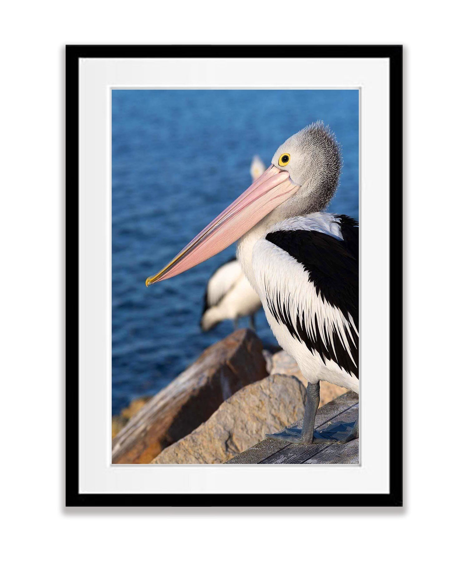 Pelican #2, Kangaroo Island, South Australia