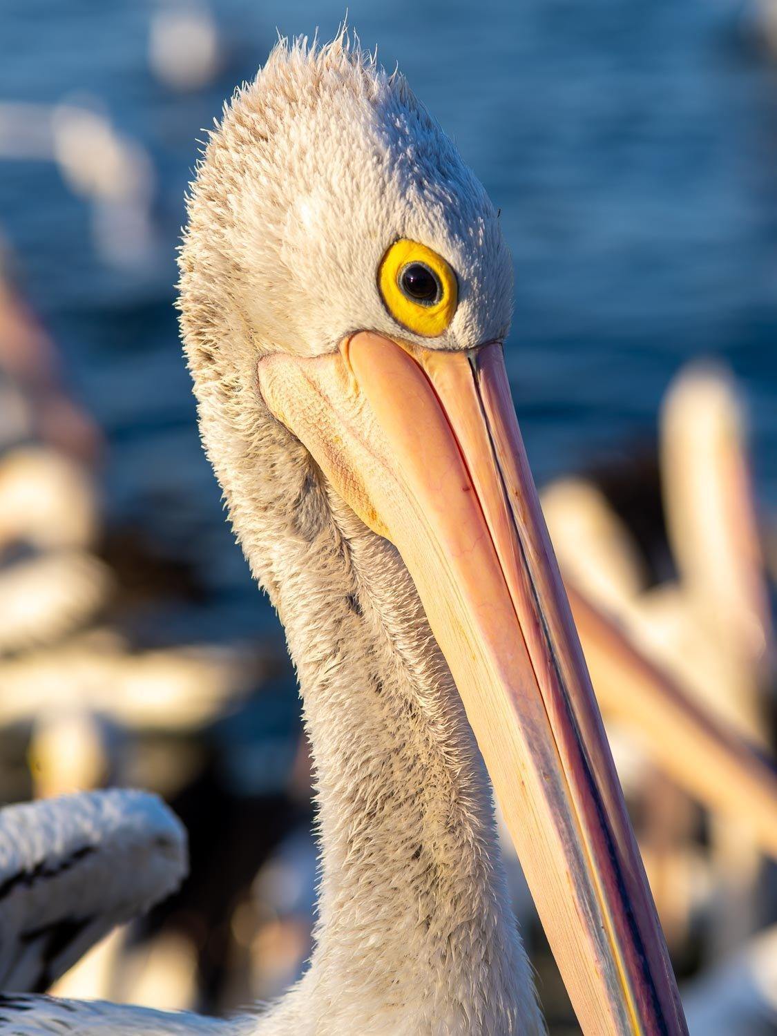 Close-up shot of a pelican's head area, Pelican #2 - Kangaroo Island SA