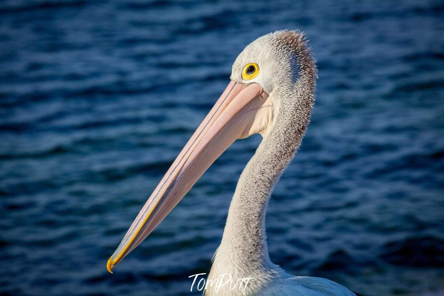 Close-up shot of a pelican's head area, Pelican #2 - Kangaroo Island SA, Pelican #3 - Kangaroo Island SA