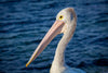 Close-up shot of a pelican's head area, Pelican #2 - Kangaroo Island SA, Pelican #3 - Kangaroo Island SA