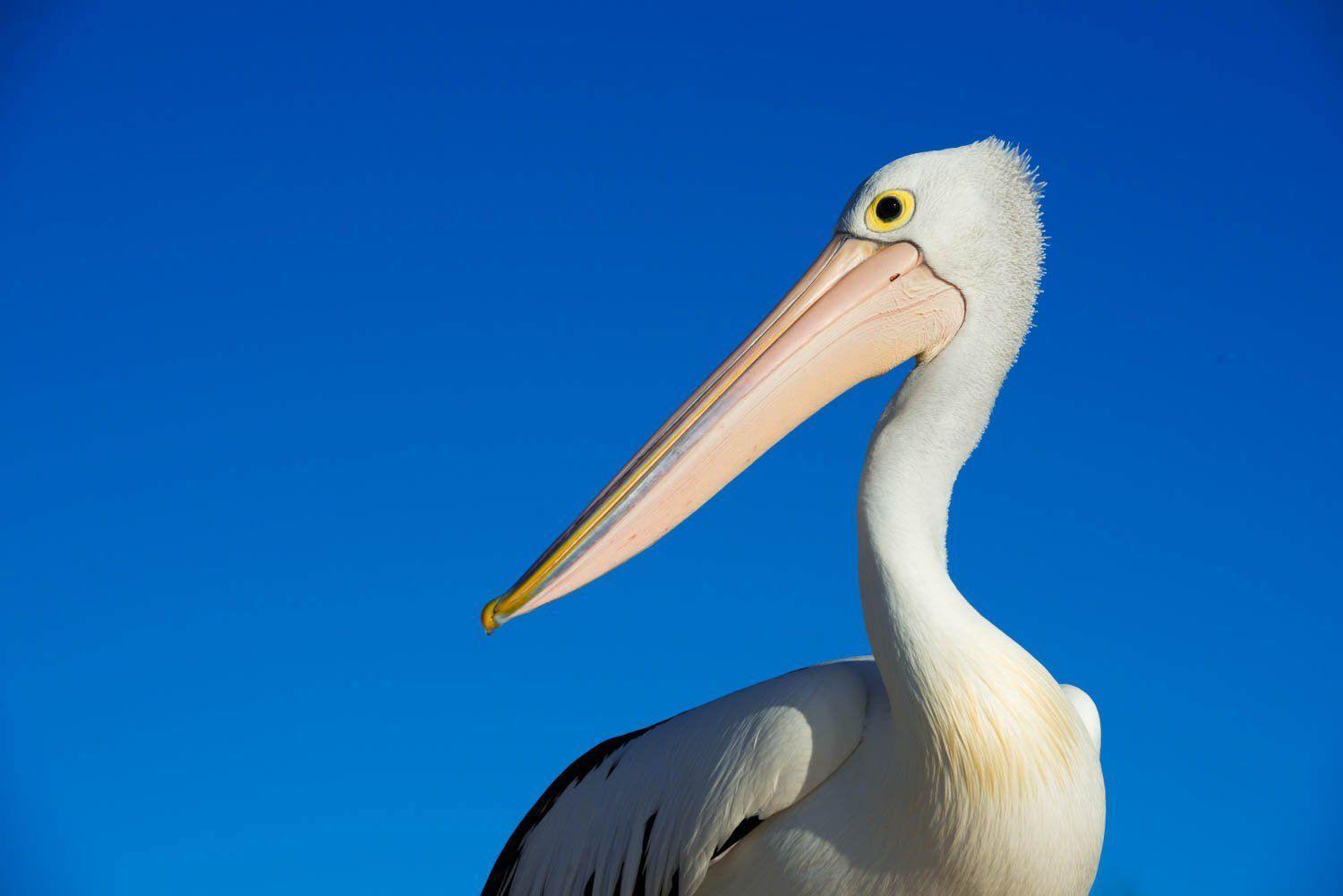 Side shot of a pelican's head area, Pelican portrait