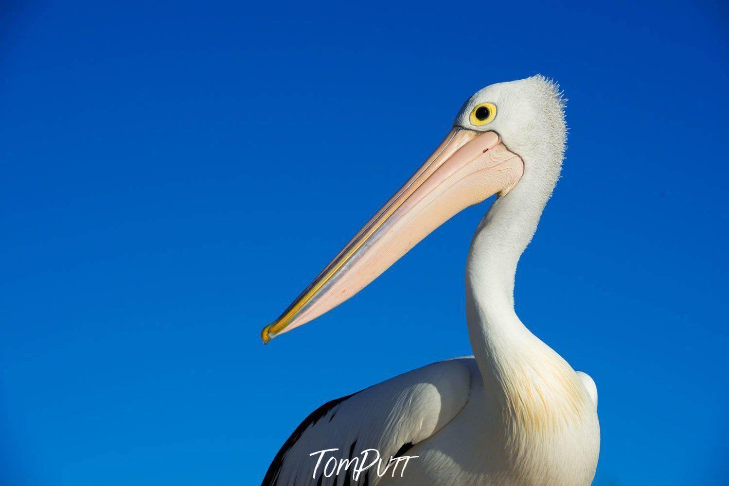 Side shot of a pelican's head area, Pelican portrait