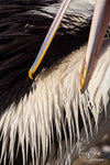 Close-up shot of open beak of a pelican, Pelican preening - Kangaroo Island SA