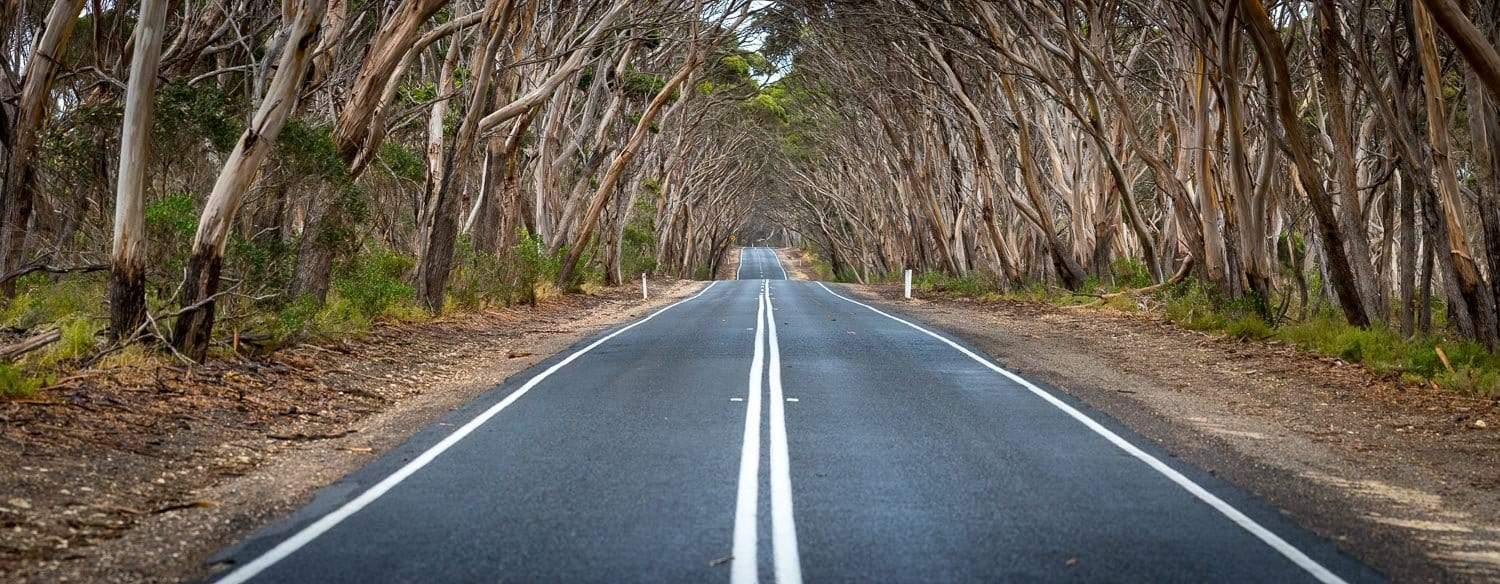 Empty road with a long series of trees's stems on the both sides, KI Kangaroo Island SA Art