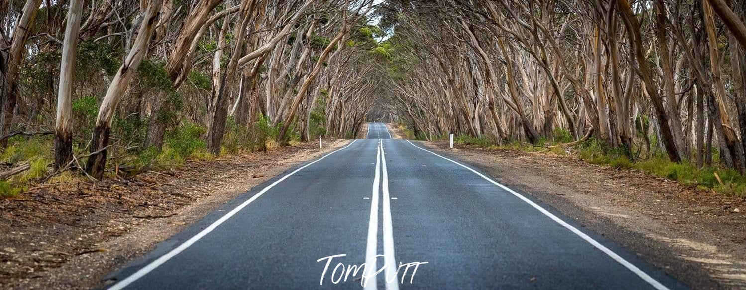 Empty road with a long series of trees's stems on the both sides, KI Kangaroo Island SA Art