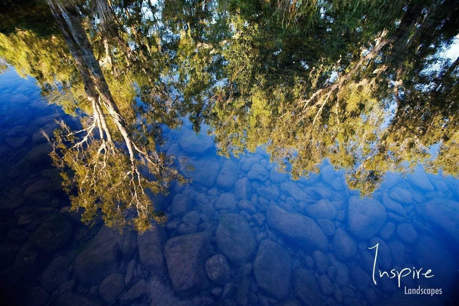 Long-standing trees upside down,  Pentecost River, El Questro, The Kimberley, Western Australia