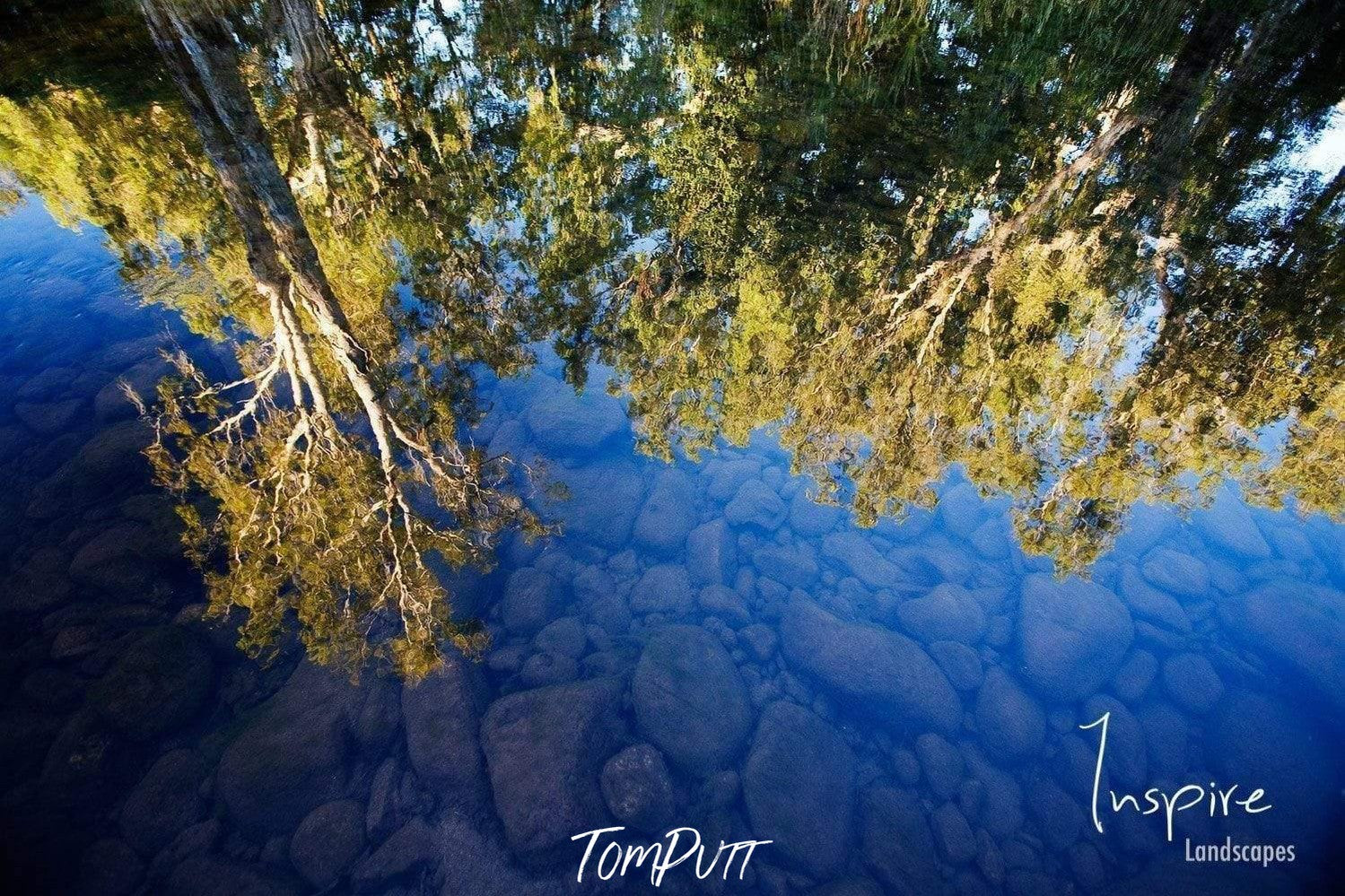 Long-standing trees upside down,  Pentecost River, El Questro, The Kimberley, Western Australia