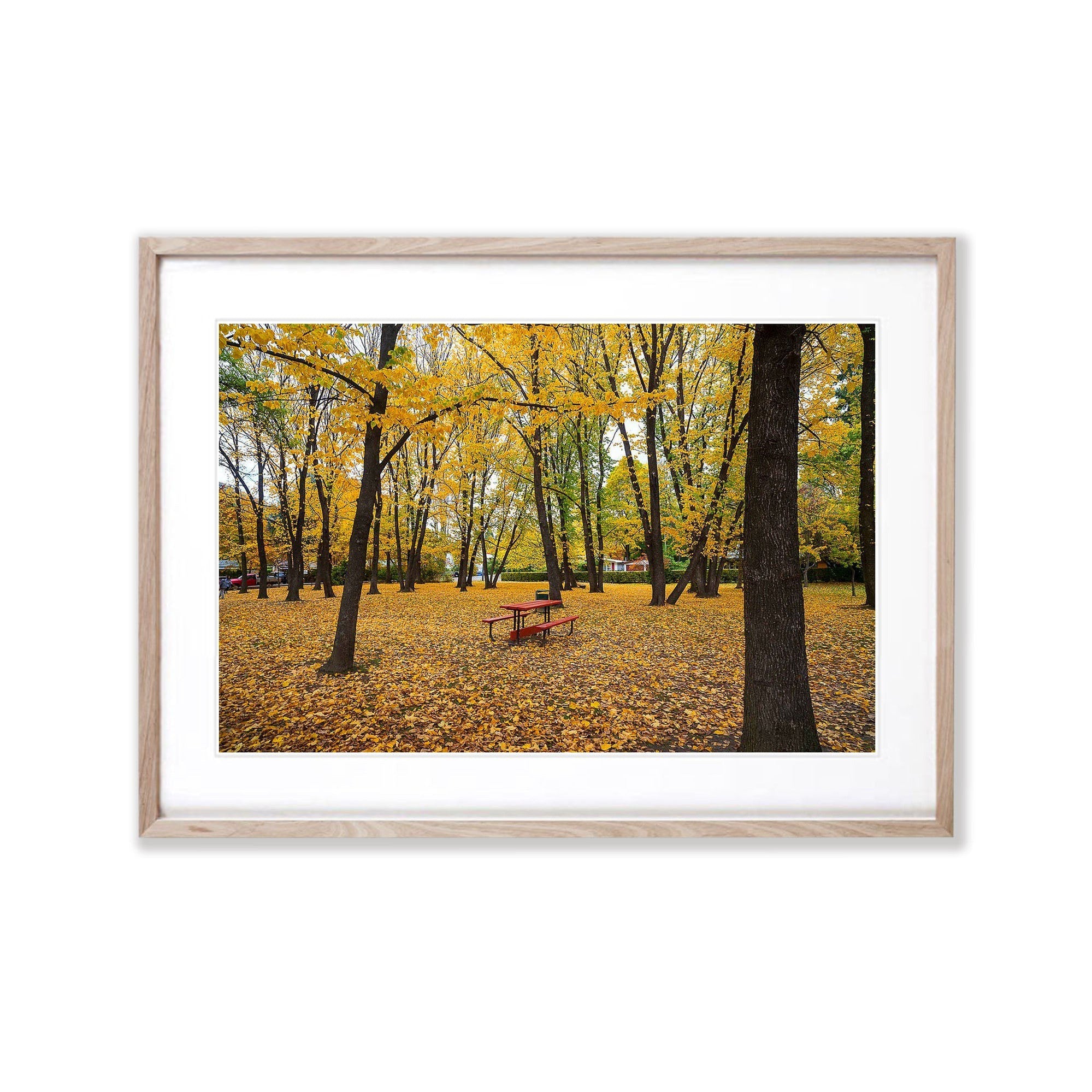 Picnic Table amongst Autumn Trees, Arrowtown, New Zealand