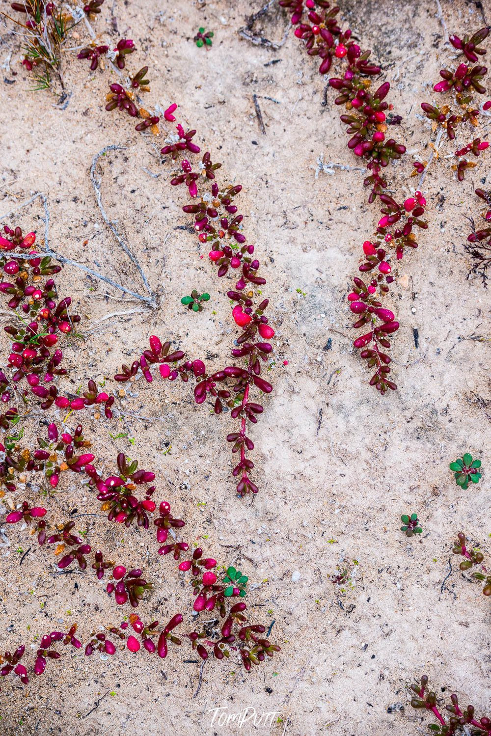 A lot of pigfaces on a ground, Pigface, Eyre Peninsula