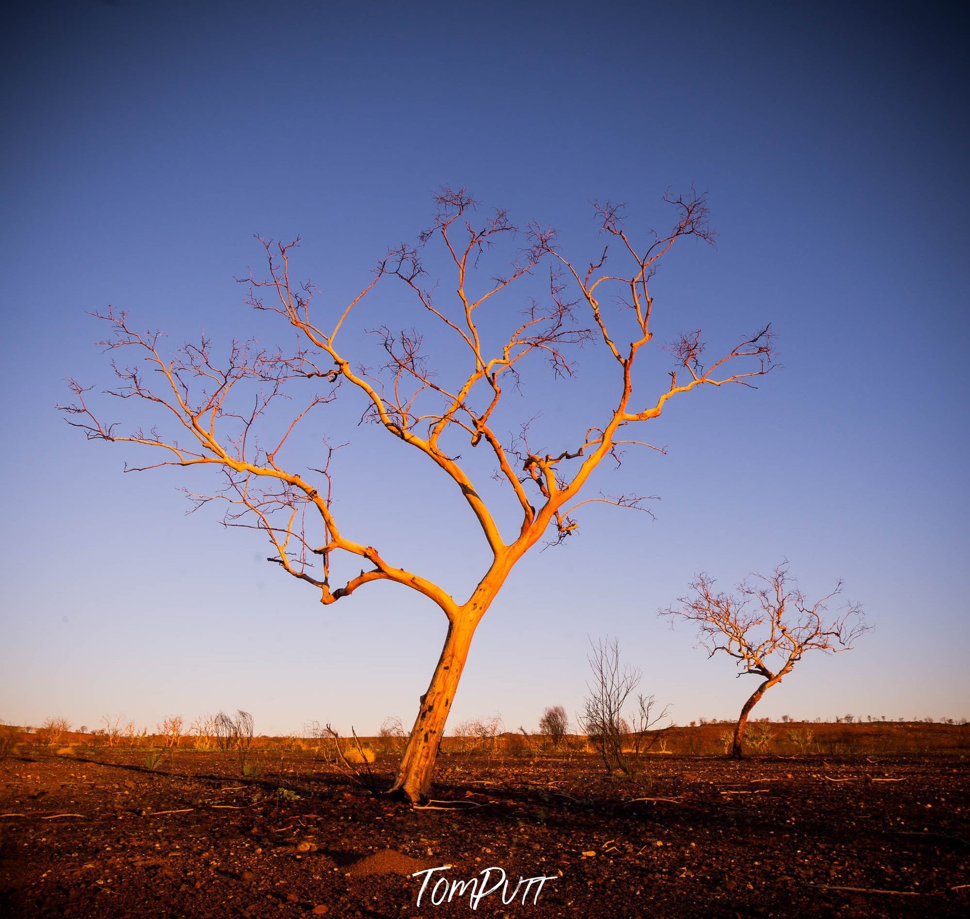 Poetry, Snappy Gums, The Pilbara