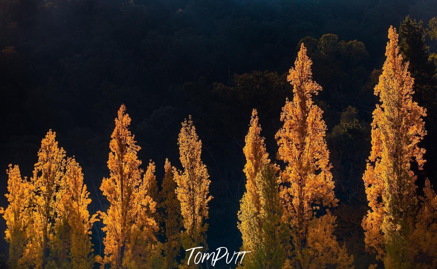 Long-standing autumn trees on a hill area, Poplars - Bright VIC