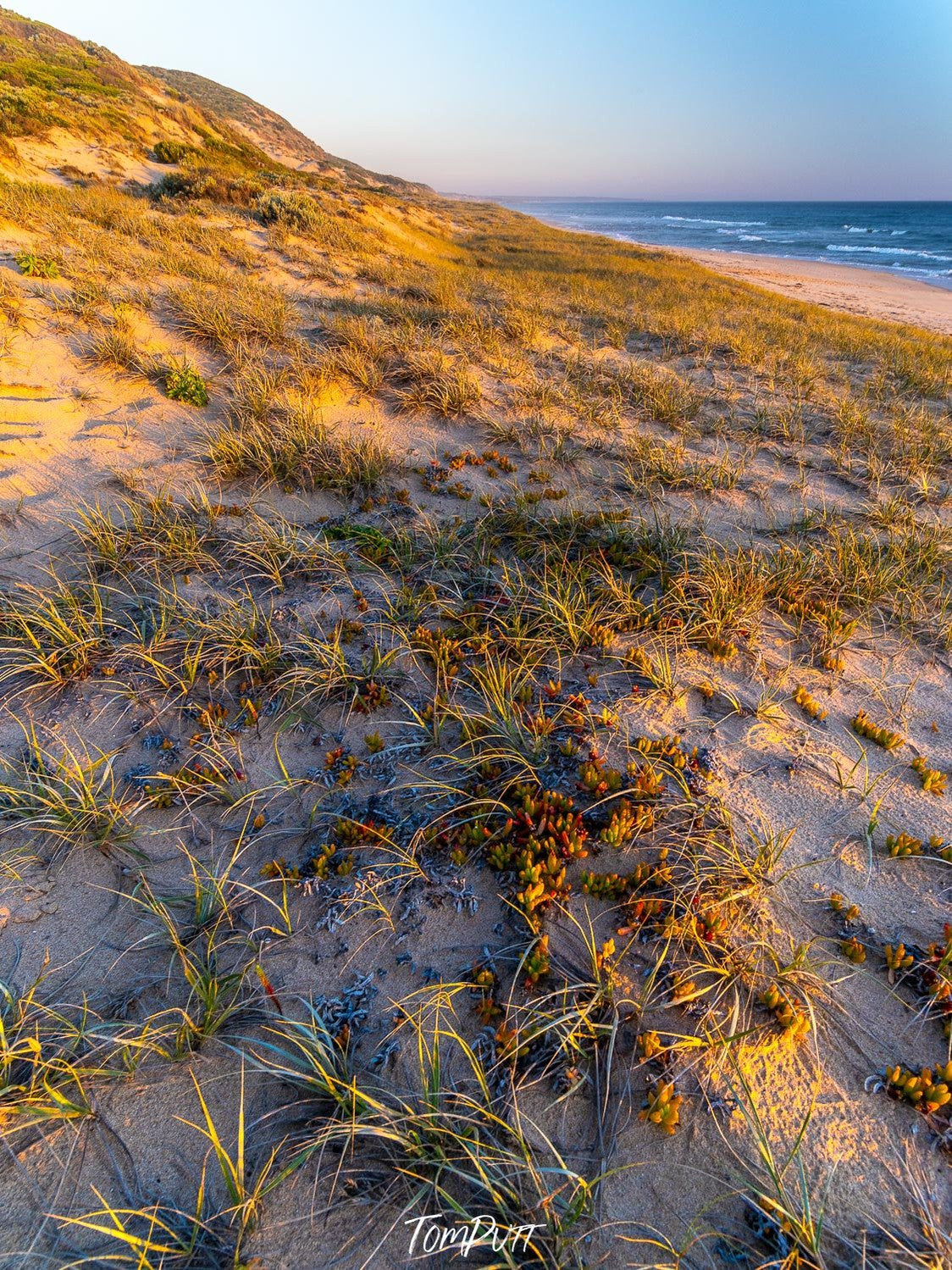 A mountain base area with a lot of bushes over, Portsea Fore Dune - Mornington Peninsula VIC
