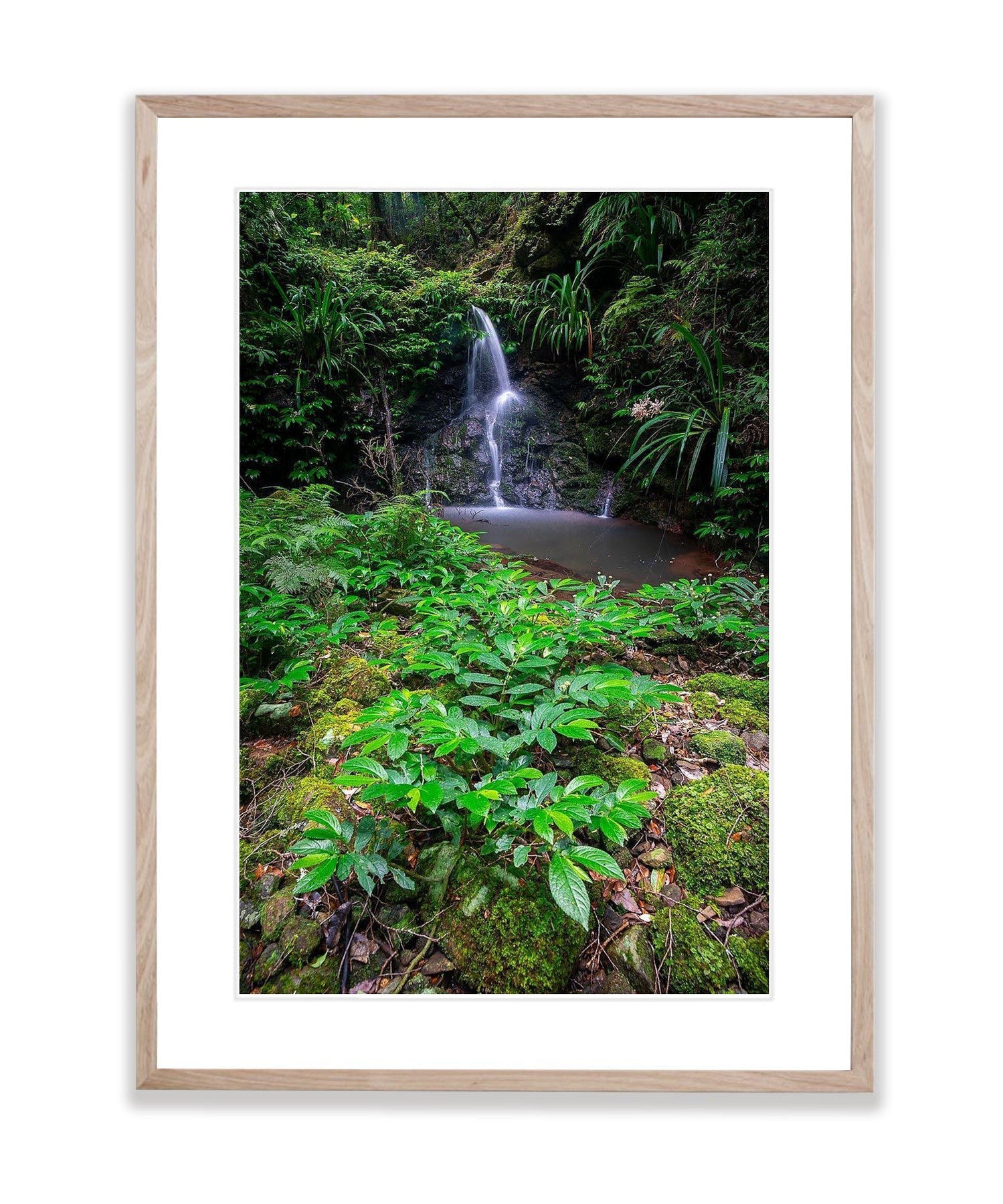 Pristine Lamington - QLD