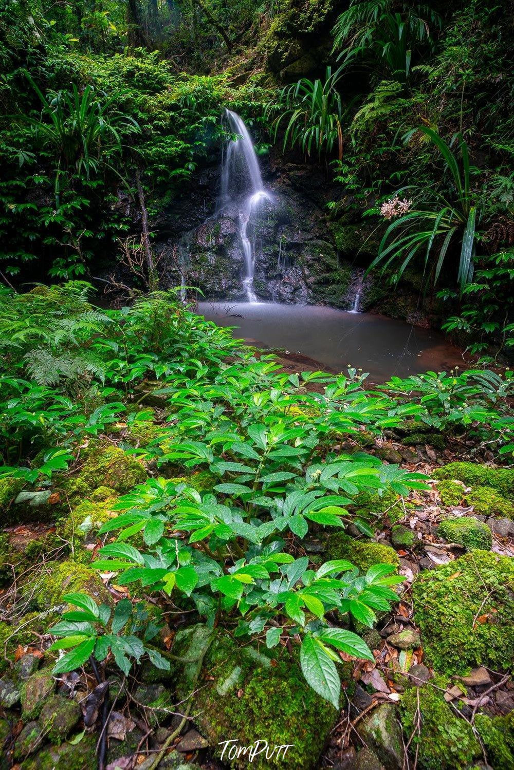 Fresh green plants with lake with waterfall from a mound behind, Pristine Lamington - QLD