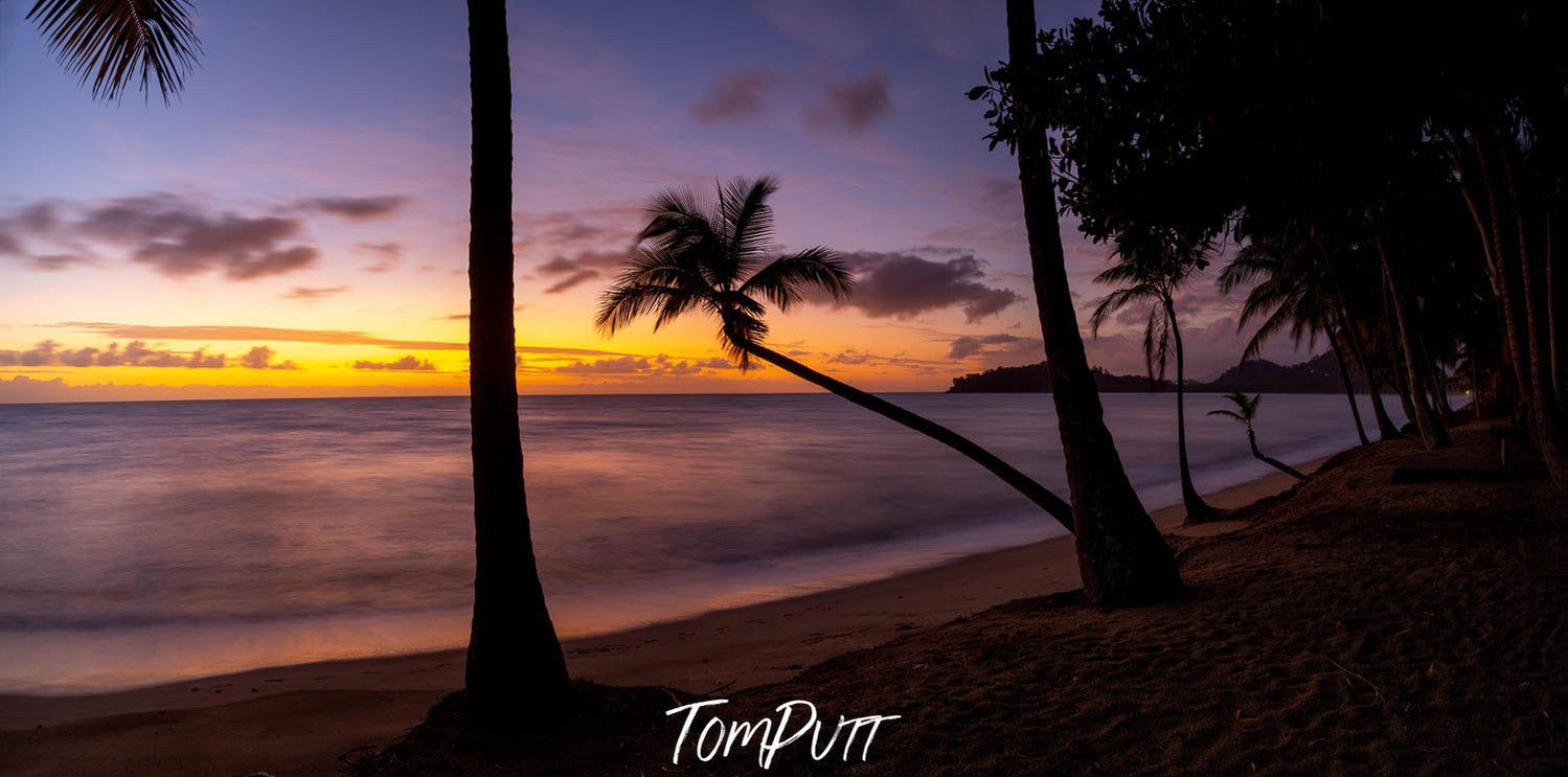 Dark view of the lake and a horizontally grown palm tree on the beach, Quiet Dawn, Palm Cove, Queensland