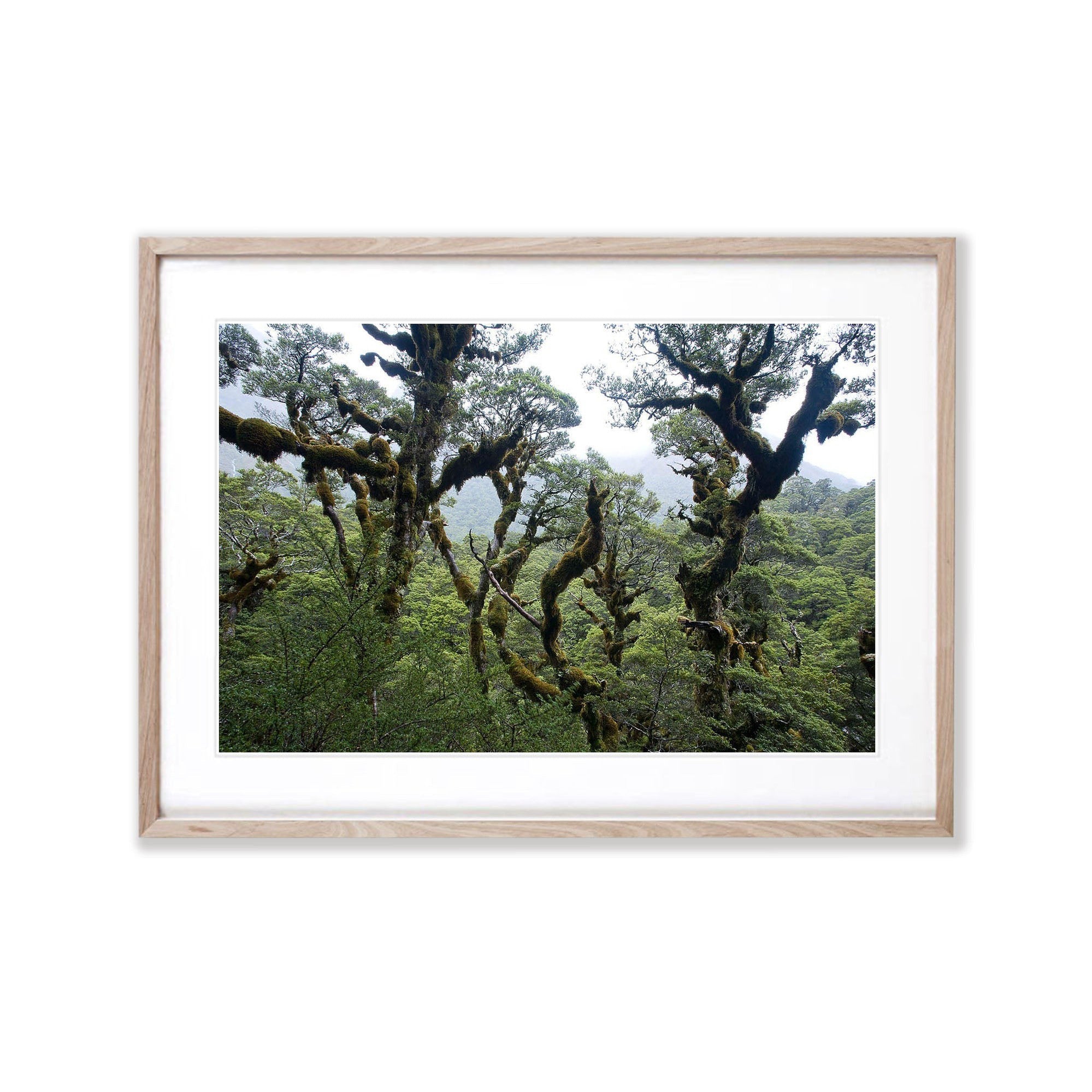 Ancient Wilderness, Routeburn Track, NZL