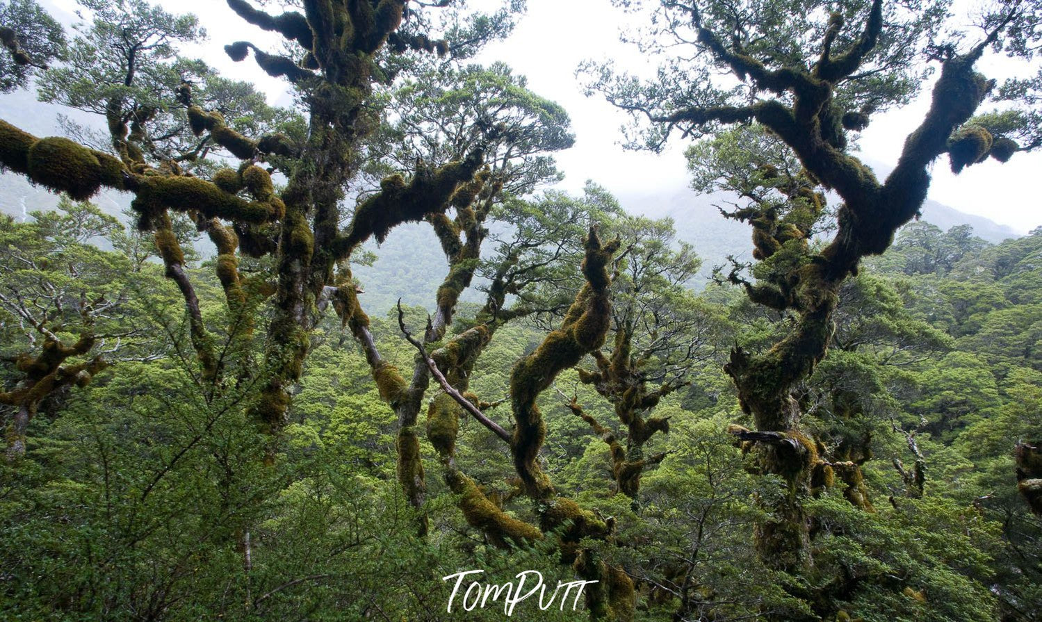 Group of wavy trees in a forest, Rainforest Canopy #2, Routeburn Track - New Zealand