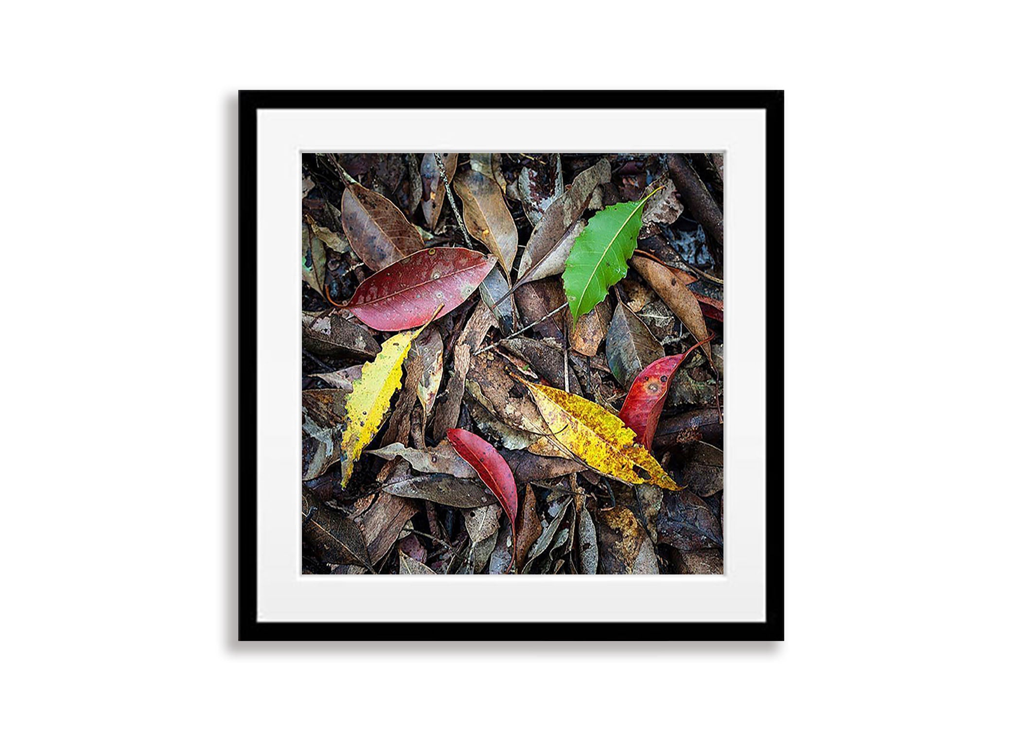 Rainforest Colour - Queensland