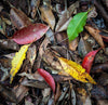 Colorful leaves on the ground, Rainforest Colour - Queensland
