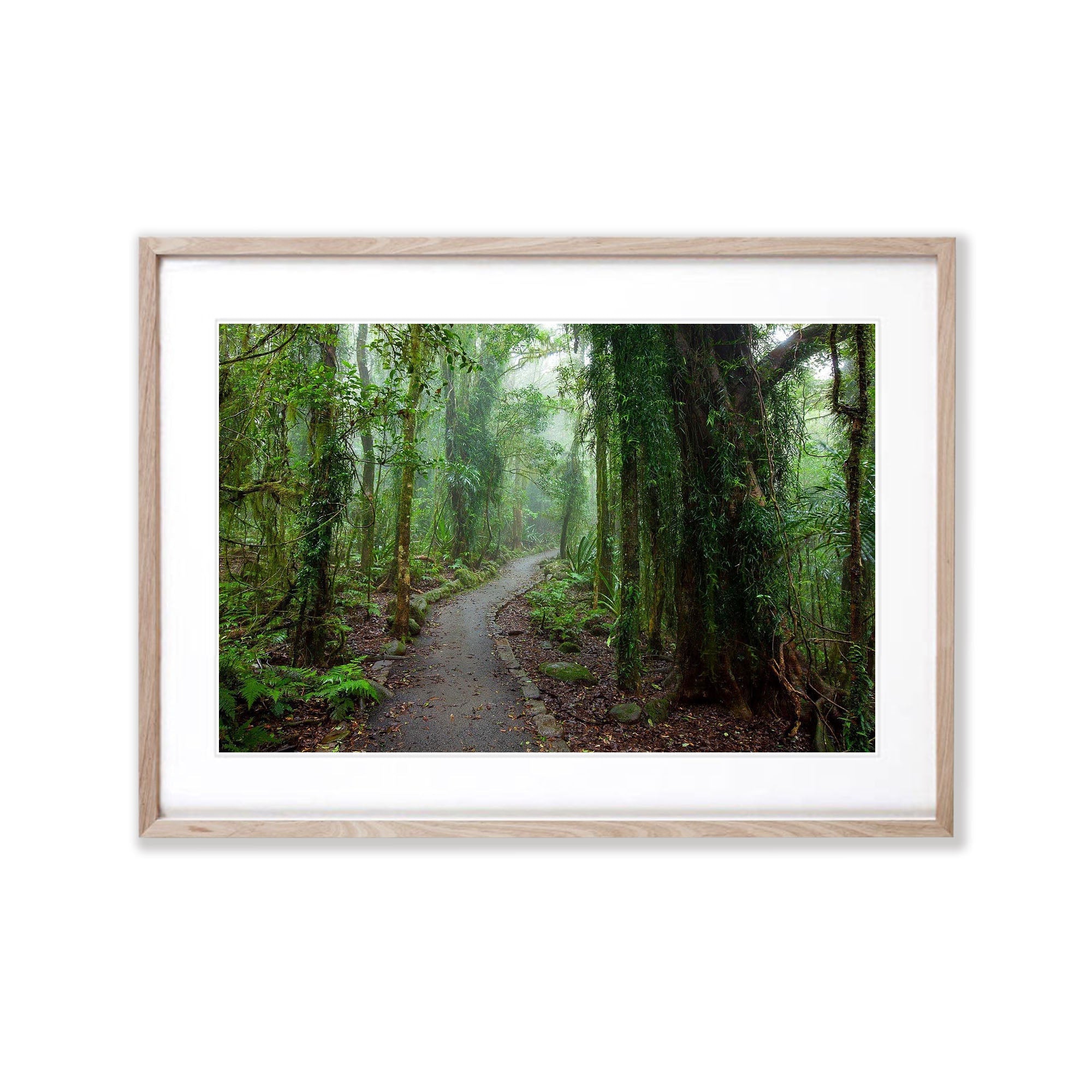 Rainforest Pathway - QLD