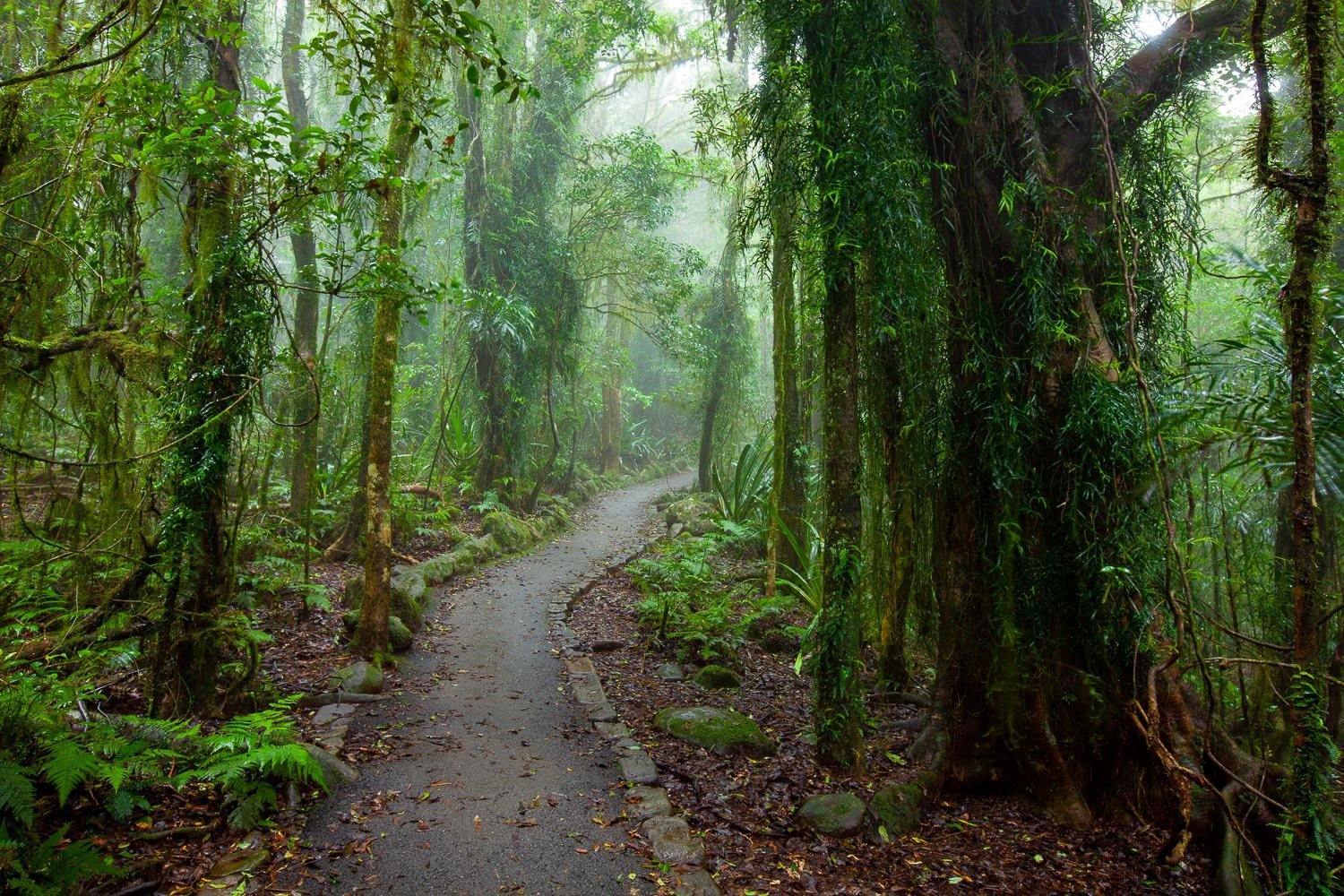 A narrow pathway between massive tree and plants, Rainforest Pathway - QLD