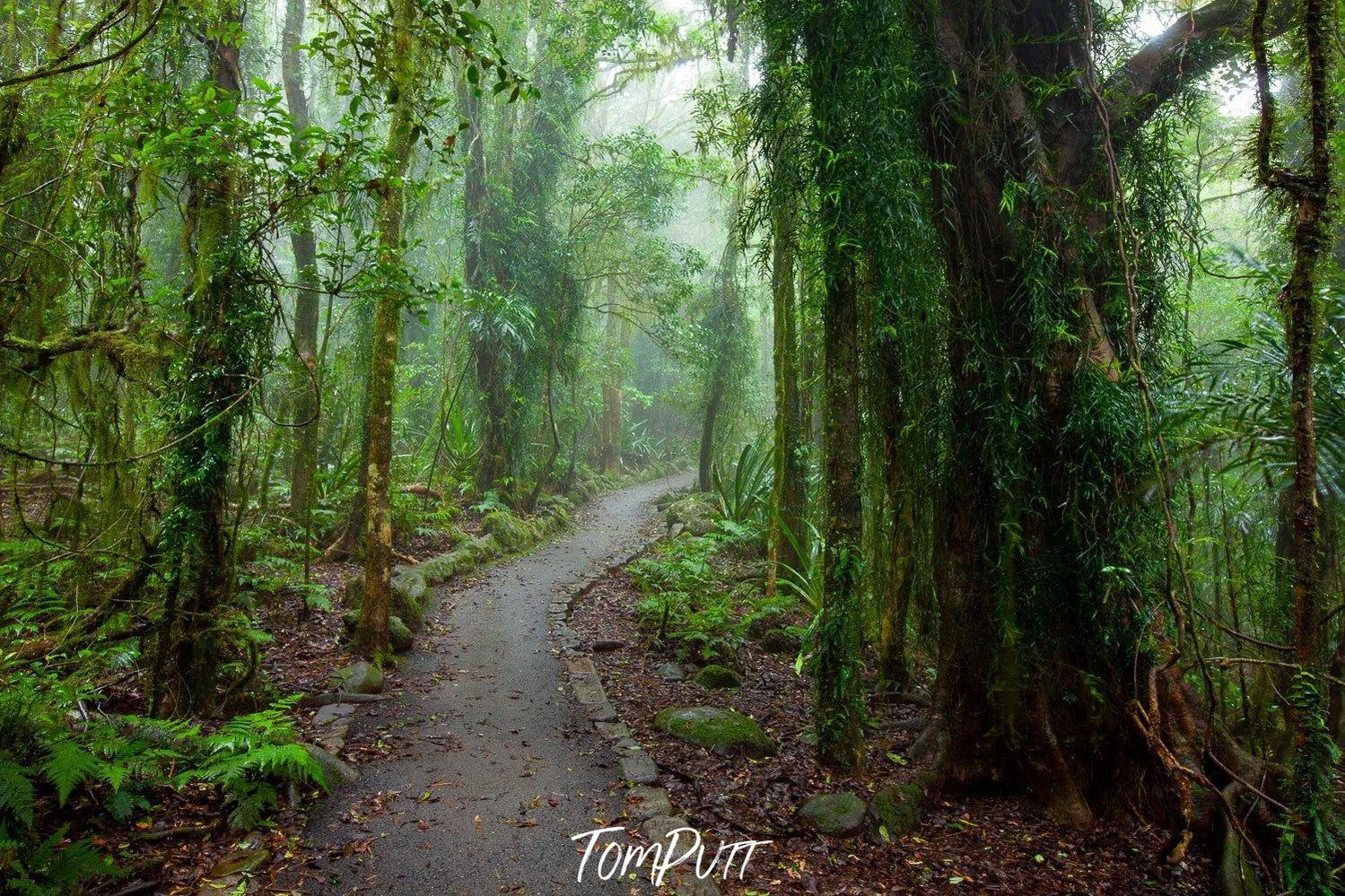 A narrow pathway between massive tree and plants, Rainforest Pathway - QLD