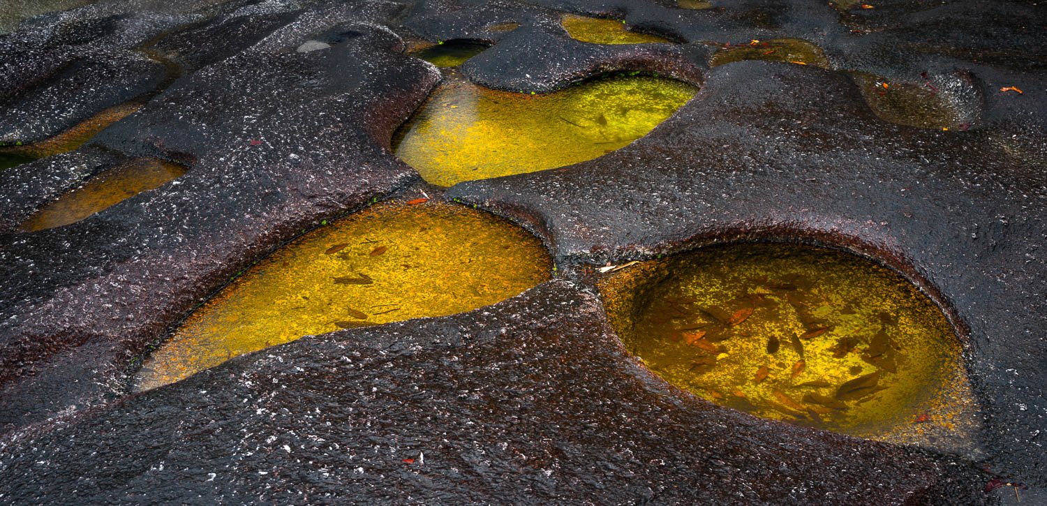Large yellow liquids round holes on a muddy surface, Rainforest Rock Pools, Babinda, Far North Queensland 