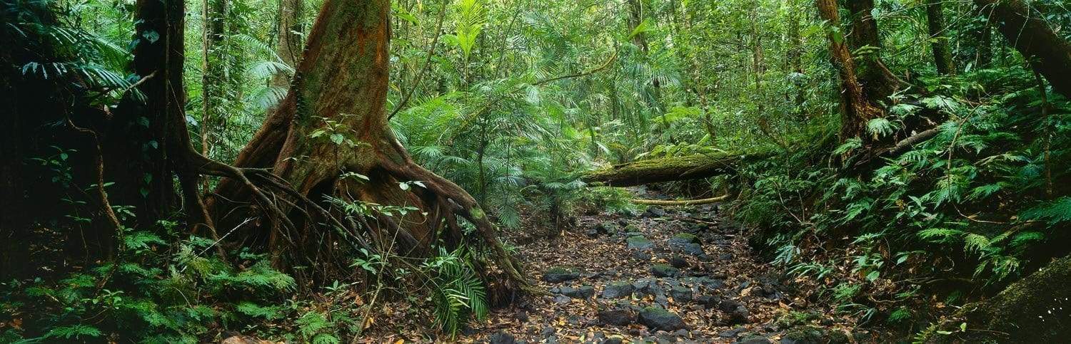 A narrow walking way between massive greenery in a forest, Rainforest Serenity - QLD