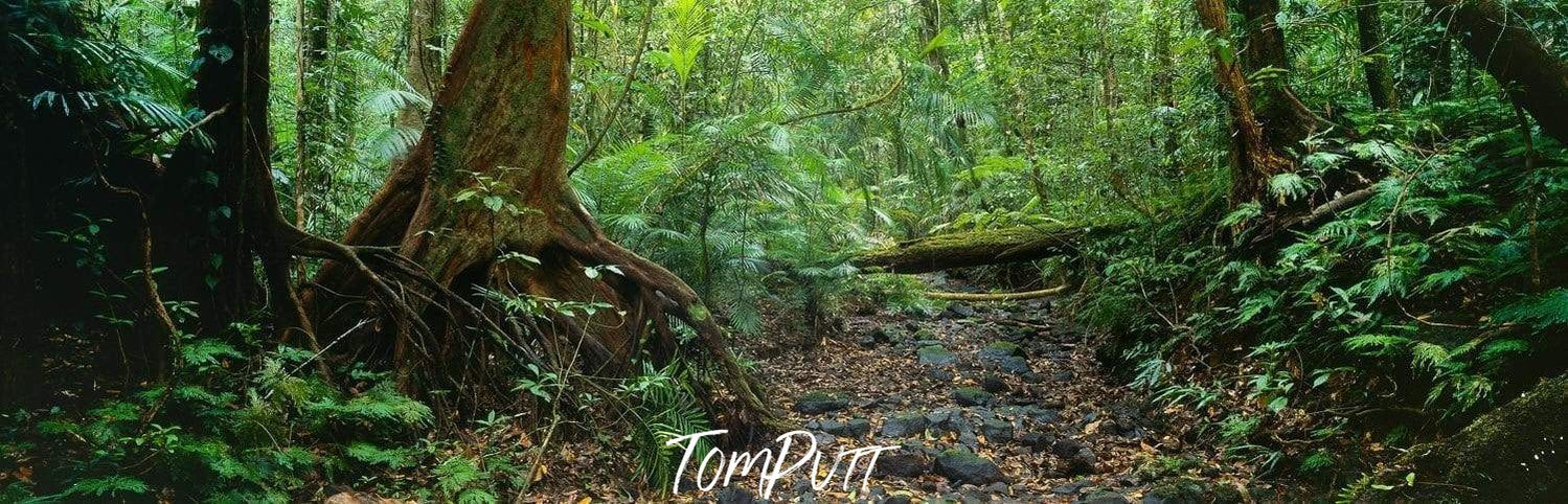 A narrow walking way between massive greenery in a forest, Rainforest Serenity - QLD