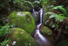 Waterfall from rocky mounds in a small lake, Rainforest Solice - Blue Mountains NSW