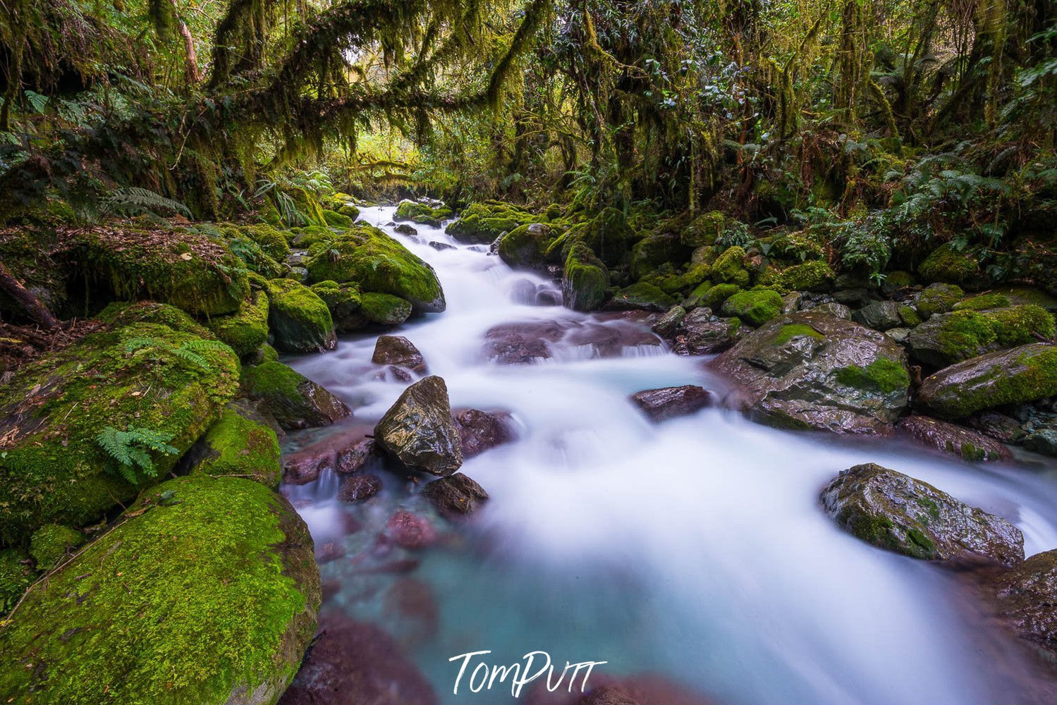 A flowing watercourse between lush green trees in a forest, New Zealand #35