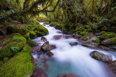 A flowing watercourse between lush green trees in a forest, New Zealand #35