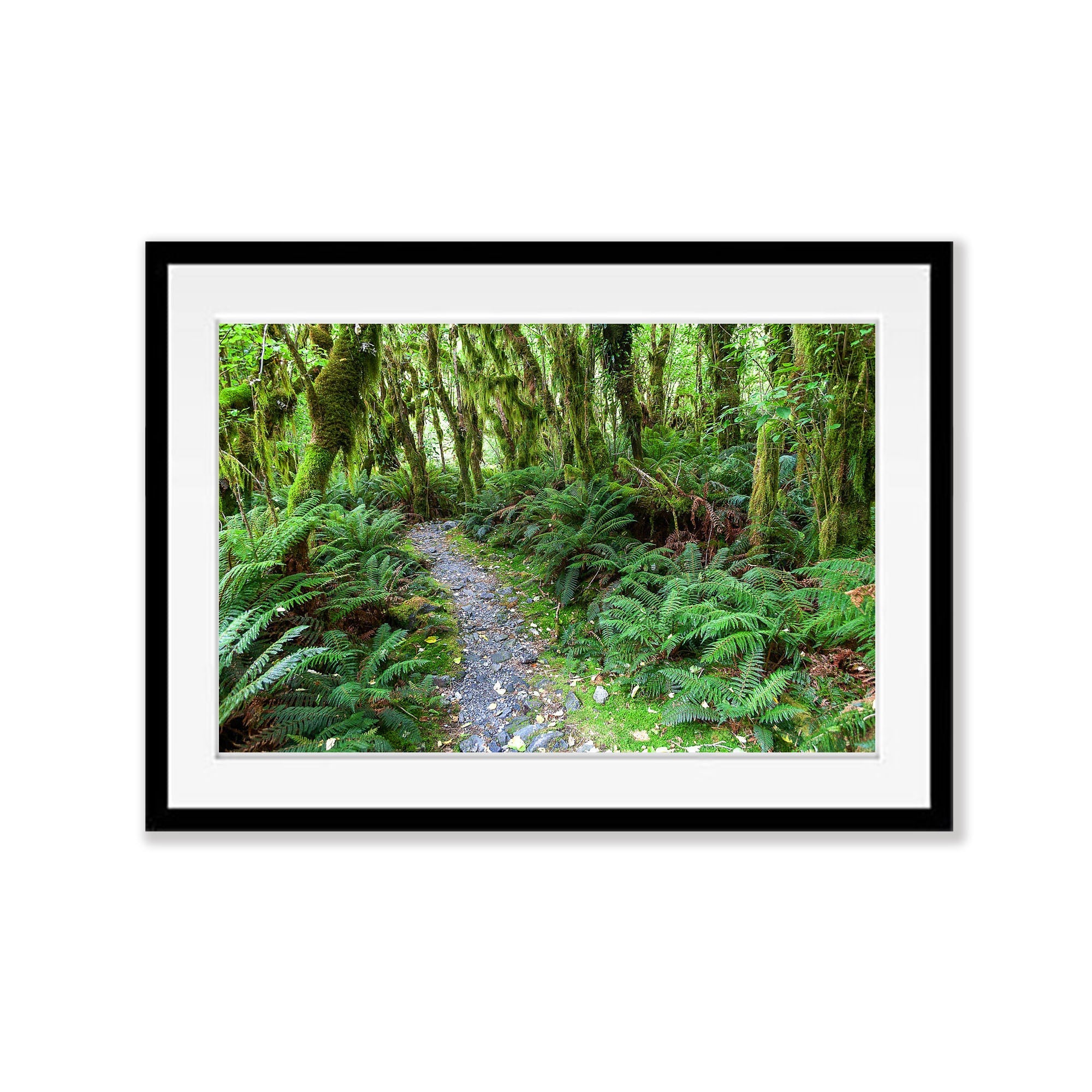 Rainforest near Arthur River, Milford Track - New Zealand