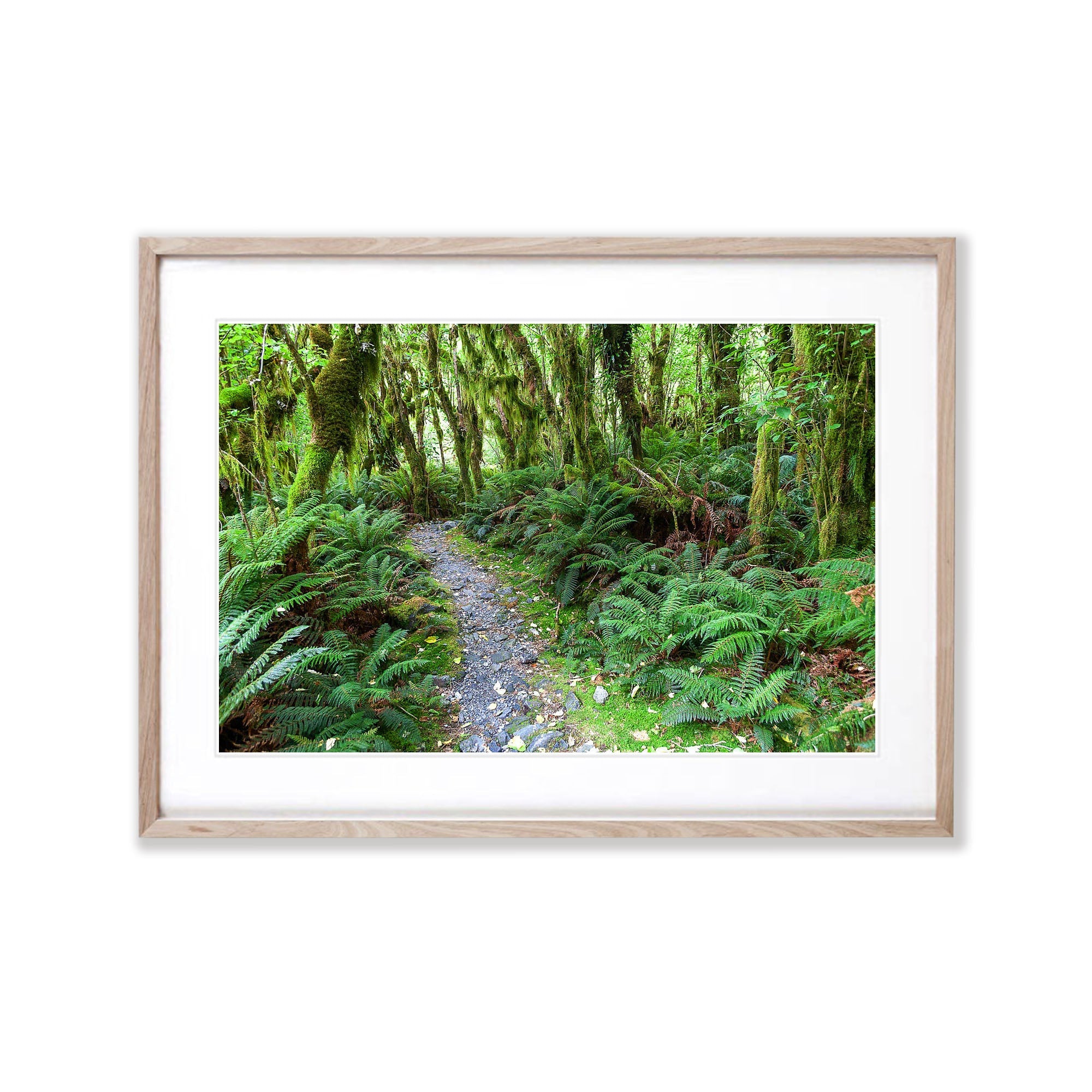 Rainforest near Arthur River, Milford Track - New Zealand