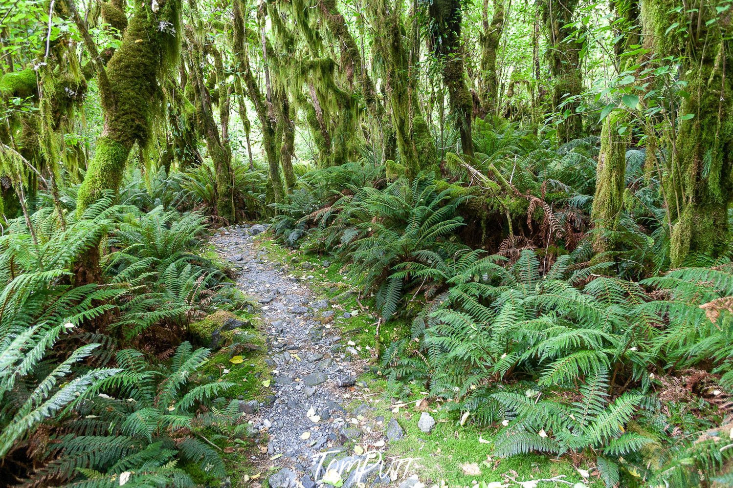 A narrow pathway between bushes and trees in a forest, Rainforest near Arthur River, Milford Track - New Zealand