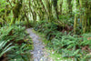 A narrow pathway between bushes and trees in a forest, Rainforest near Arthur River, Milford Track - New Zealand