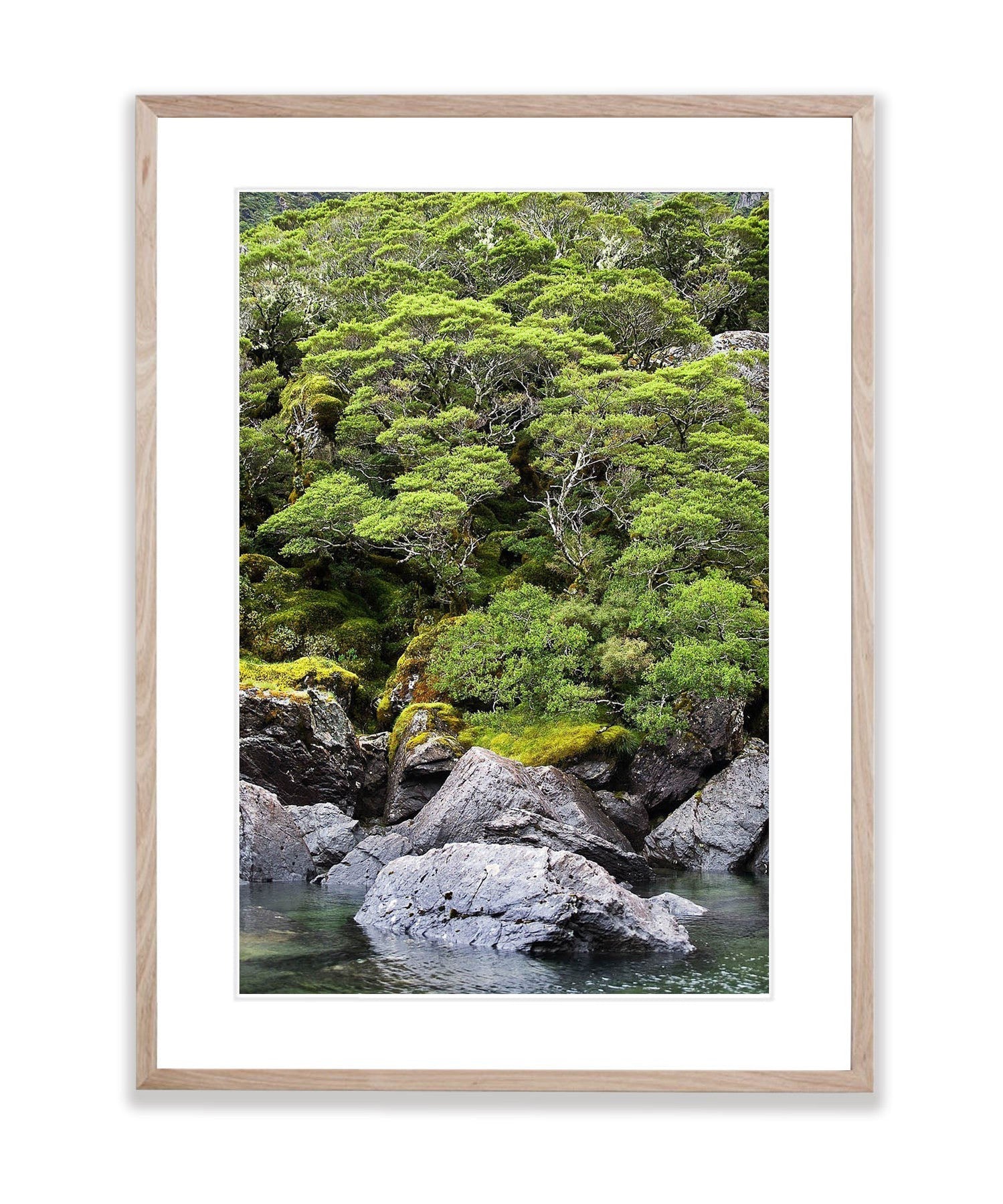 Rainforest surrounding Lake MacKenzie, Routeburn Track - New Zealand