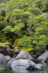 Massive greenery over large mountain rocks, with a lake below, Rainforest surrounding Lake MacKenzie, Routeburn Track - New Zealand
