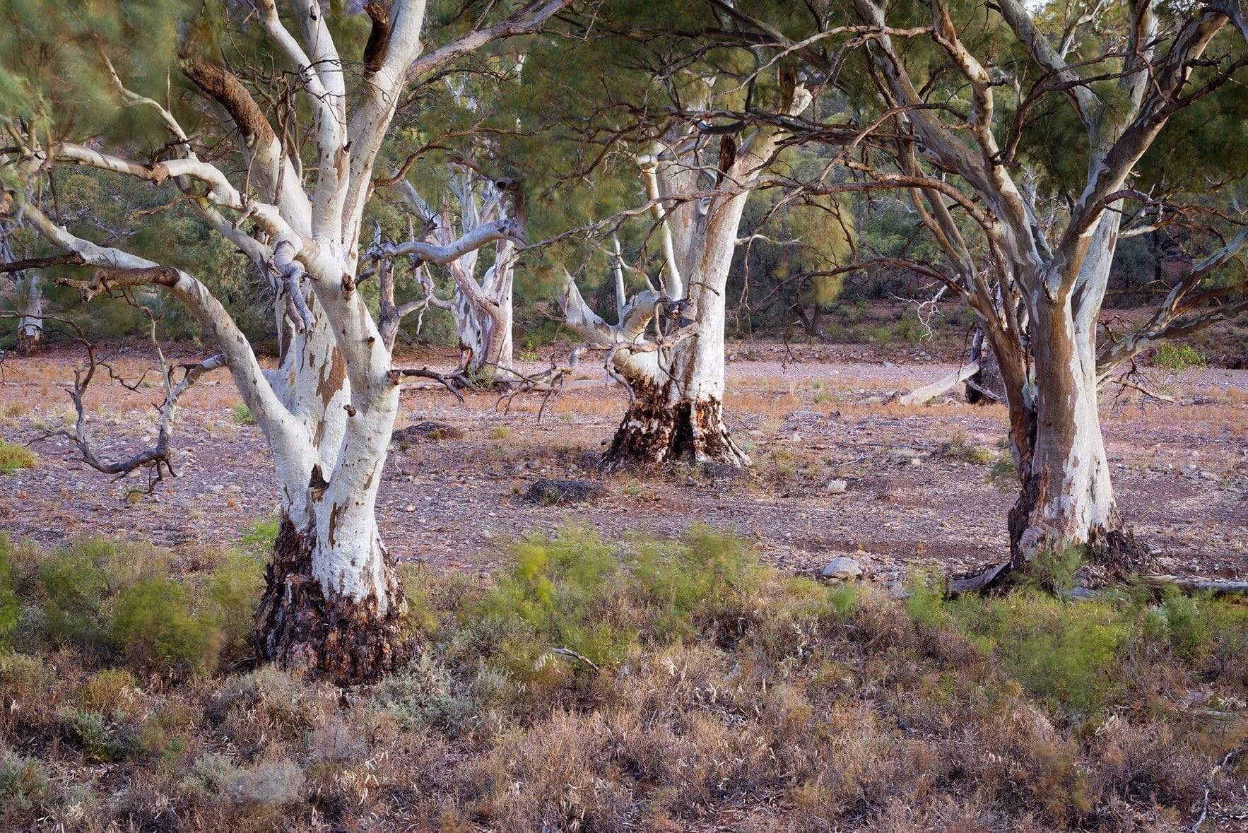Many gum trees over the ground, Red Gums Glow - Flinders Ranges SA