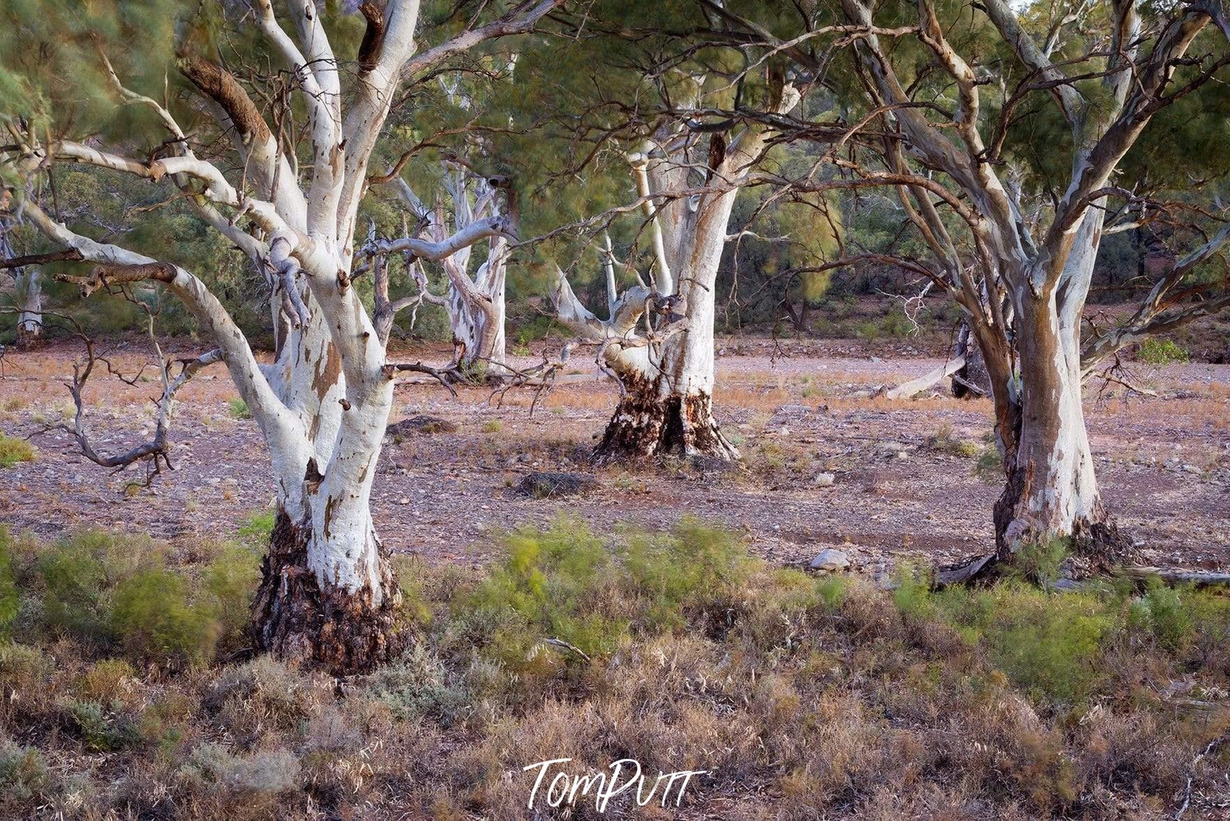 Many gum trees over the ground, Red Gums Glow - Flinders Ranges SA