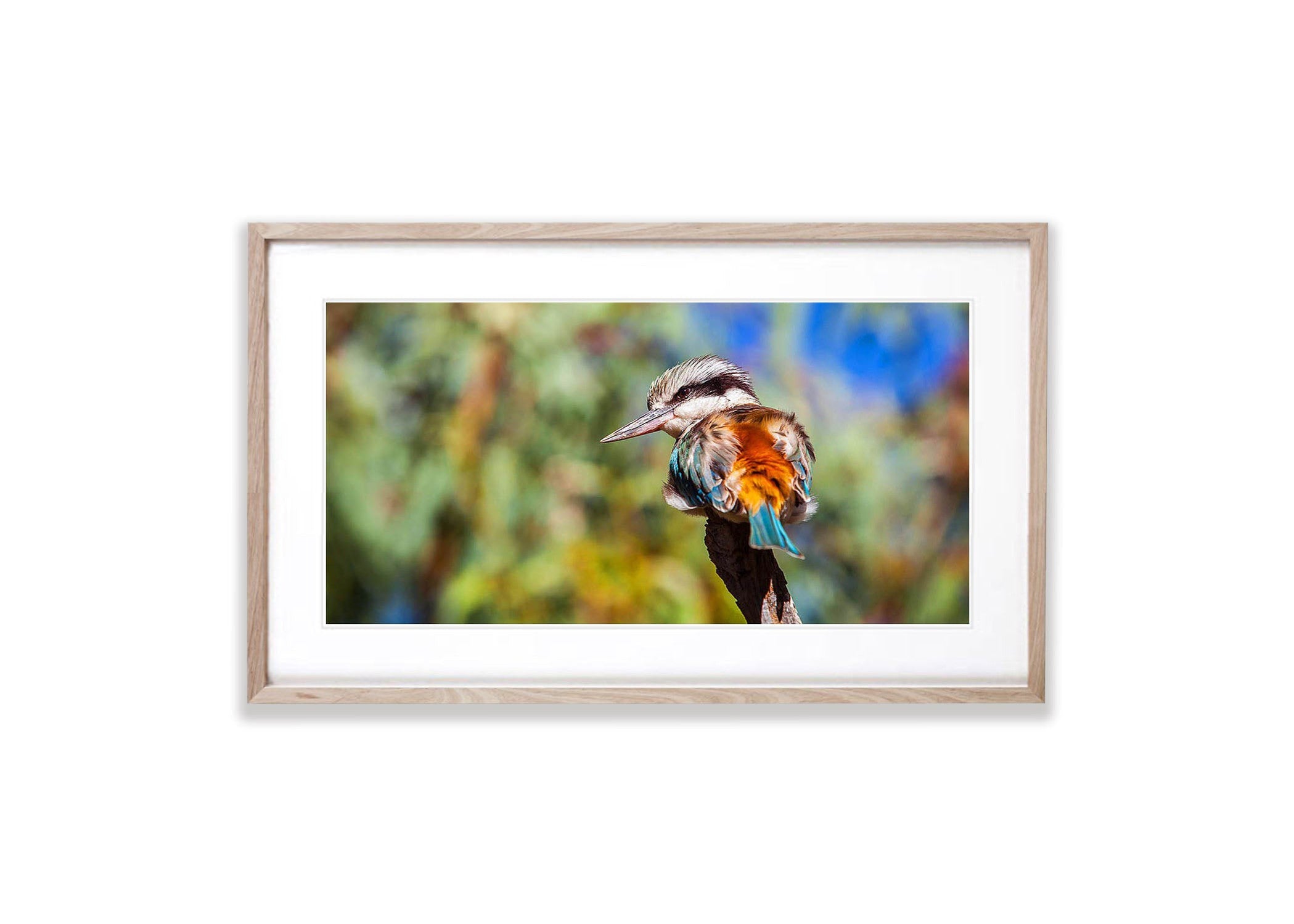 Redback Kingfisher, West MacDonnell Ranges - Northern Territory