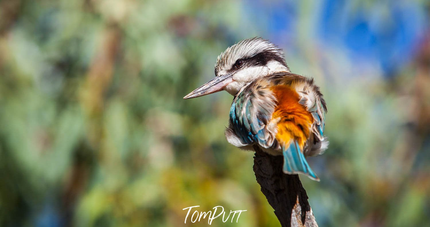 Close-up shot an of kingfisher, Redback Kingfisher, West MacDonnell Ranges - Northern Territory