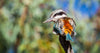 Close-up shot an of kingfisher, Redback Kingfisher, West MacDonnell Ranges - Northern Territory