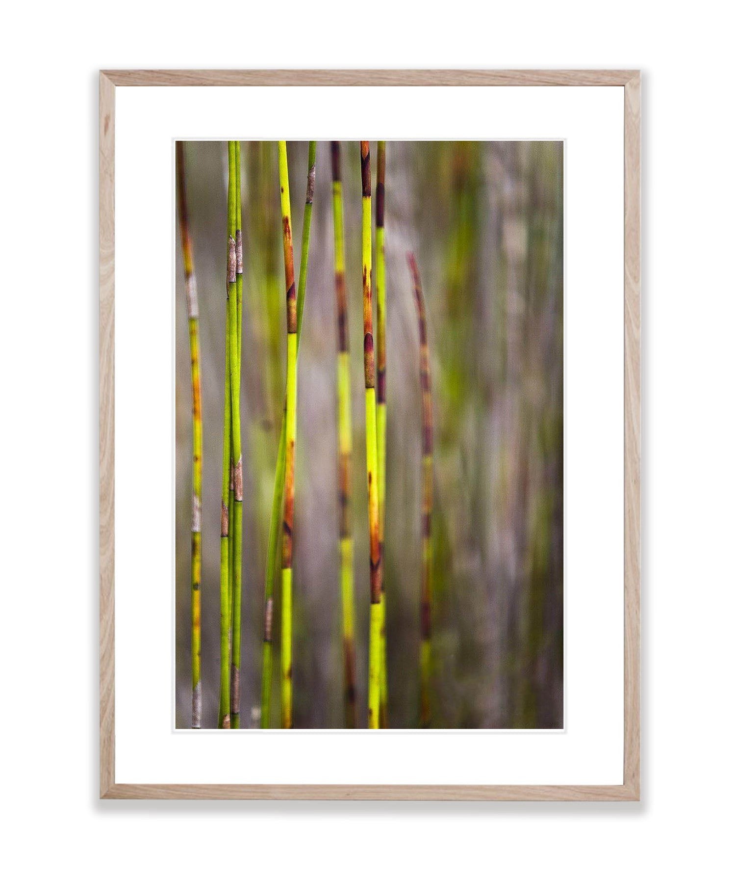 Reed abstract - Fraser Island QLD